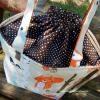 Vízhatlan uzsonnás táska erdei állatokkal / Tiny Bag